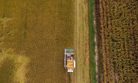 Lúa Việt "giống xịn, lãi cao" làm mưa làm gió, dân Thái Lan ồ ạt trồng: Báo động gạo Thái "tuyệt chủng"?