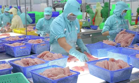 Vĩnh Hoàn bứt tốc lợi nhuận quý III/2025 nhờ tỉ giá và đầu tư tài chính