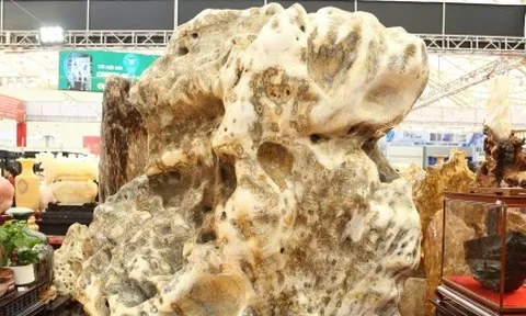 Khách tò mò ngắm san hô, gỗ hóa thạch trăm triệu tuổi, giá tiền tỷ