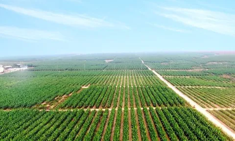 Doanh thu tăng trưởng, HAGL Agrico vẫn chìm trong gánh nặng tài chính