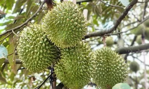 Gần 2.000 container sầu riêng ùn ứ: Phó Thủ tướng yêu cầu làm rõ