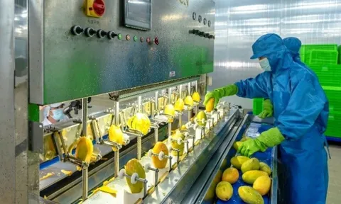 Việt Nam thu hơn 1,3 tỷ USD từ xuất khẩu rau quả chế biến
