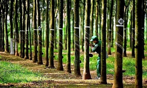 Cao su Phước Hòa lãi gần 500 tỷ đồng sau 9 tháng