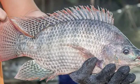 Việt Nam xuất khẩu lô hàng cá rô phi đầu tiên sang Brazil