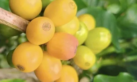 Giá cà phê hôm nay 12-11: Arabica lại tăng nóng, Robusta có diễn biến bất ngờ