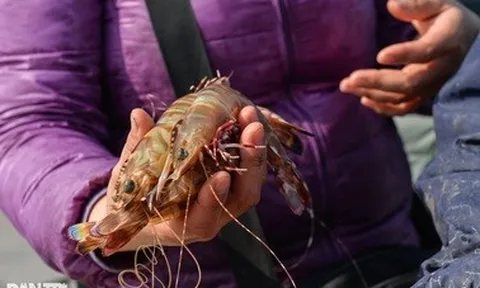 Xuất khẩu tôm tăng tốc, hé lộ thị trường lớn nhất