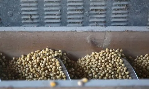 Trung Quốc quay lưng dừng nhập khẩu, Mỹ tăng mạnh đưa một mặt hàng vào Việt Nam với giá siêu rẻ, nước ta tiêu thụ thứ 3 thế giới