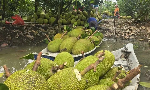 Trung Quốc mở cửa, mít Việt hướng tới xuất khẩu tỷ USD