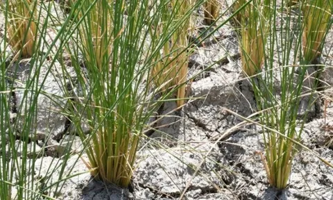 Sau Philippines, Indonesia, thêm một quốc gia vừa dừng nhập khẩu gạo trong 1 tháng, Ấn Độ ngay lập tức bị ảnh hưởng