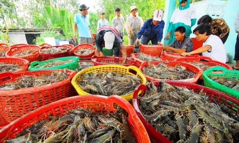 Trung Quốc trở thành động lực lớn nhất cho xuất khẩu tôm tháng 10