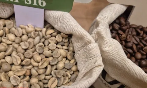 Giá cà phê hôm nay 3-12: Rớt giá liên tục, chưa tìm thấy đáy