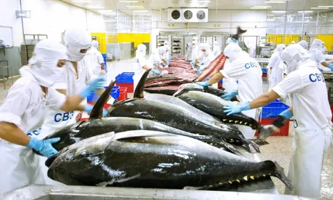 Ai Cập trở thành thị trường mới nổi của cá ngừ Việt Nam
