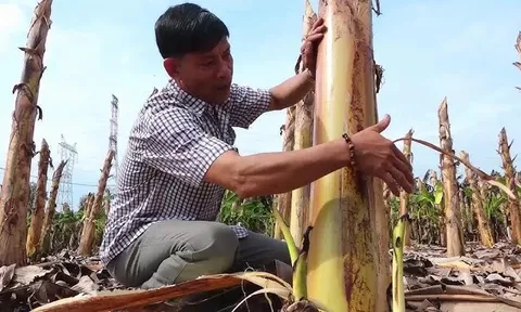 Ít ai ngờ thân cây bị vứt bỏ sau thu hoạch lại kiếm hơn nửa tỷ/tháng cho nông dân Đồng Nai