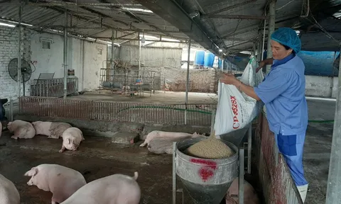 Giá heo hơi nóng trở lại trước Tết