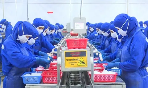 Ngành thủy sản tỷ USD: "Người khổng lồ" hụt hơi trên đường đua xanh?