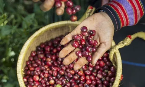 Hé lộ quốc gia chi hơn 1 tỷ USD nhập cà phê Việt Nam