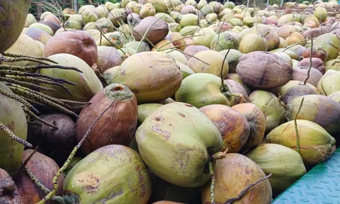 Giá dừa khô rớt thảm
