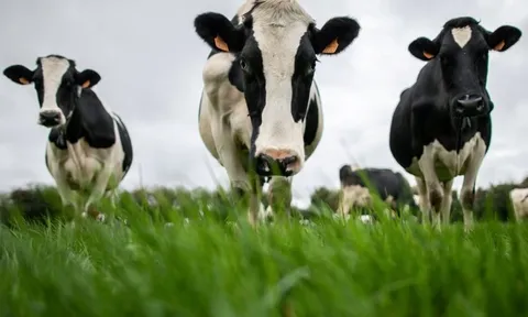 Trung Quốc ‘trả đũa’