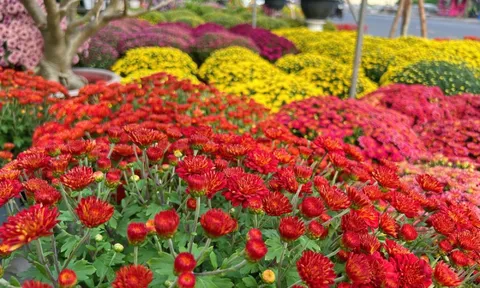 Hoa kiểng Tết đổ về TP.HCM dù mới Noel