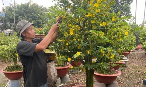 Diễn biến mới trên thị trường hoa mai Tết 2026