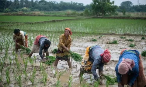 Khách hàng lớn nhất của gạo Việt sắp nhập khẩu trở lại