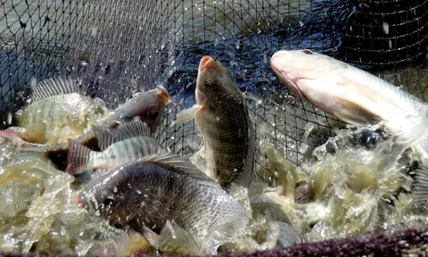 "Kho báu" dưới nước mang dấu ấn Việt Nam trên đất Cuba