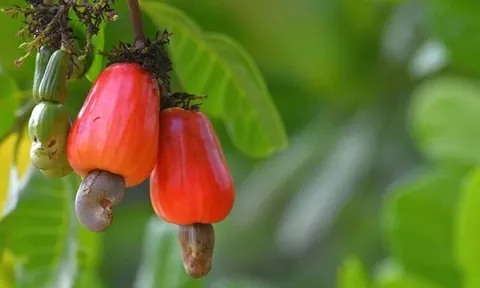 Cuba "mở kho" 2.000ha đất cho DN Việt, hé lộ mục tiêu với mặt hàng mà Việt Nam đang thống lĩnh thế giới