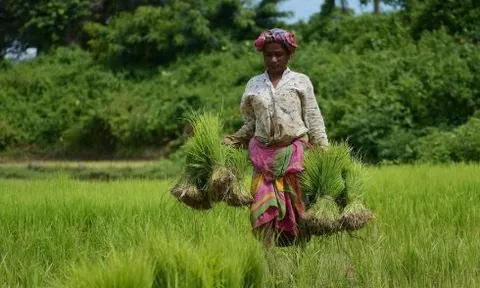 Quốc gia tăng nhập khẩu gạo Việt Nam 20.000% trong năm 2025 lên kế hoạch mua thêm, một đối thủ ngay lập tức 'chốt đơn'