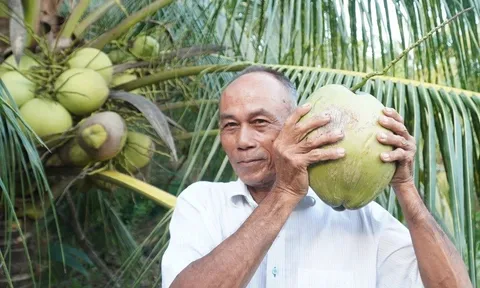 Xuất khẩu dừa lần đầu vượt thanh long, thu về hơn nửa tỷ USD