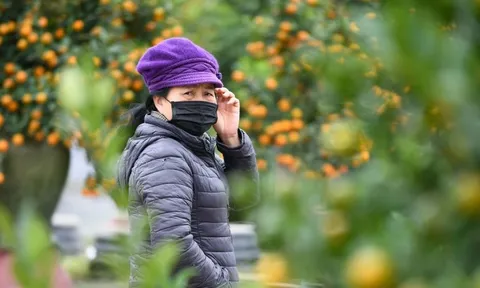 Mưa rét phủ làng quất Tứ Liên, người Hà Nội vẫn hào hứng ‘săn’ quất