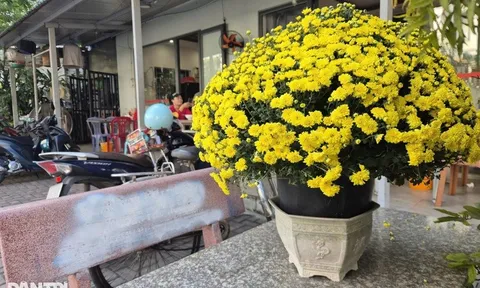 Giải cứu cúc mâm xôi: Người phố thị mua hoa, san sẻ âu lo cùng nhà vườn