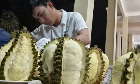 Cú lội ngược dòng của sầu riêng Việt