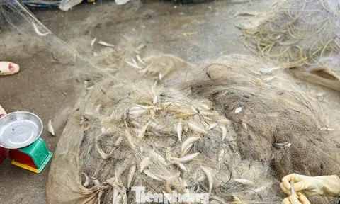 Ngư dân trúng 'lộc biển' đầu năm, thu tiền triệu mỗi ngày