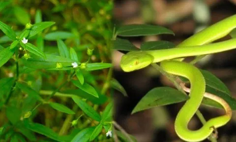 5 cây dụ rắn vào nhà