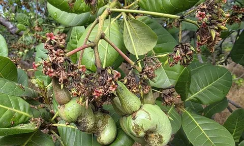 Sâu bệnh bùng phát sau mưa trái mùa, vụ điều ở Đồng Nai đối mặt rủi ro lớn