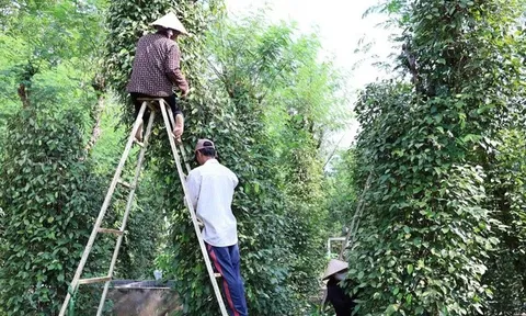 Nông dân Đồng Nai trúng mùa hồ tiêu