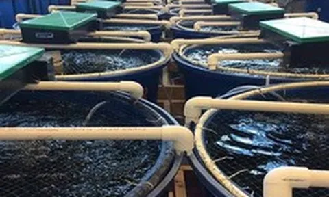 Việt Nam vừa đón tin vui cùng lúc từ cả Trung Quốc và Nhật Bản