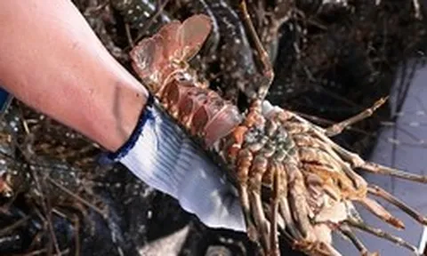 Trung Quốc mạnh tay mua tôm hùm của Việt Nam