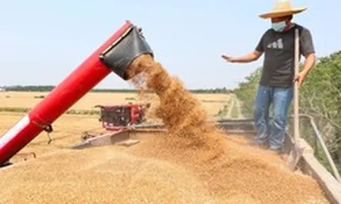 Phát minh của Trung Quốc làm rung chuyển ngành lương thực: Tạo ra mô hình ruộng lúa tái sinh không cần gieo trồng lại, năng suất 18 tấn/ha