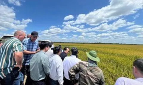 Việt Nam mang "công thức đặc biệt" sang Cuba, năng suất lúa tăng gấp đôi gây bất ngờ