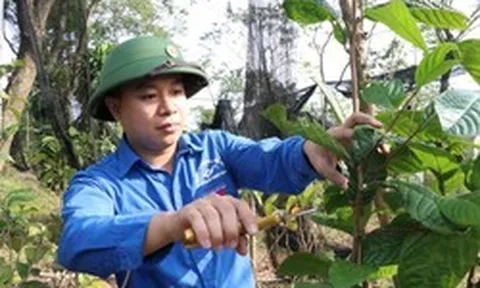 Sở hữu hơn 1ha loại cây trốn nắng ra "vàng", chàng trai trẻ ở Phú Thọ thu lãi hàng tỷ đồng