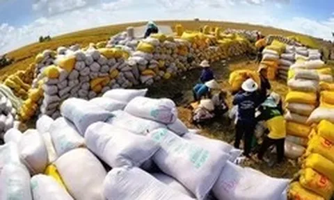 Lúa gạo rớt giá: Đừng 'đổ thừa' do chiến sự Trung Đông!