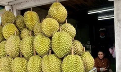 Sầu riêng Đồng Tháp lao dốc, nhà vườn thấp thỏm neo trái chờ giá