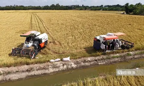 Nỗi lo “trúng mùa, hụt lãi” của nông dân vụ Đông Xuân