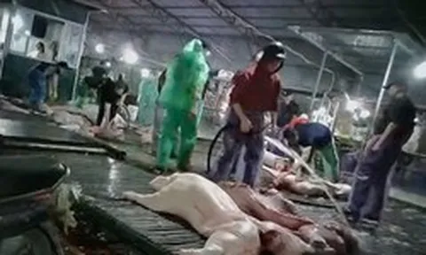 Công an Hà Nội truy 300 tấn lợn bệnh đã vào đơn vị, bếp ăn tập thể nào