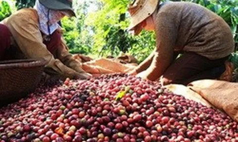 Cà phê Việt bán khắp châu Âu, vì sao người tiêu dùng không biết?