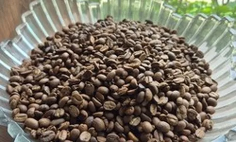 Giá cà phê hôm nay 8-4: Cả hai sàn đỏ lửa, Robusta xuống đáy 8 tháng