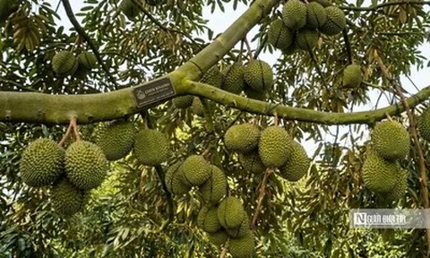 Giá sầu riêng giảm, nhà vườn và thương lái cùng “mắc kẹt”