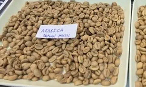 Giá cà phê hôm nay 11-4: Arabica bật tăng, Việt Nam vượt Brazil về xuất khẩu