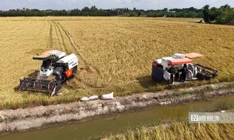 Nỗi lo “trúng mùa, hụt lãi” của nông dân vụ Đông Xuân